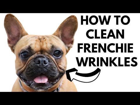 HOW TO CLEAN FRENCH BULLDOG WRINKLES